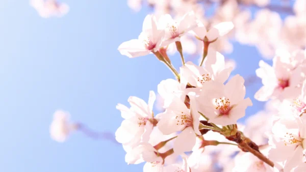 春に向けた髪の乾燥対策について